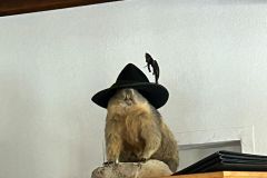 IMG-20240325-WA0010