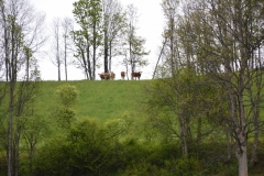 DSC_0236 (800x532)